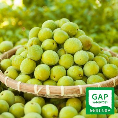 [6월8일 순차출고]광양매화골매실 매실 왕특 10kg(청매실 엑기스용)