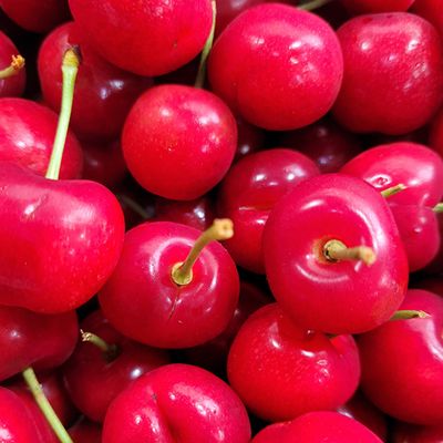 칠레산 생체리 5kg