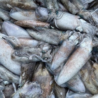 묵호항 급냉 무늬오징어 1kg