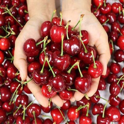 국내산 안동 생 체리 선물용 1kg