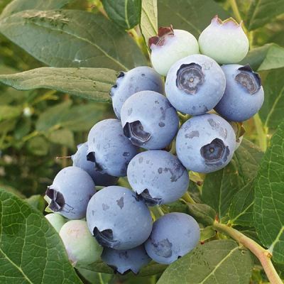 국산 무농약 26년 햇 블루베리 생블루베리 [특대17~19mm] 1kg (500g x2개)