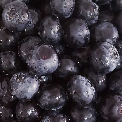 국산 무농약 26년 햇 블루베리 생블루베리 [왕특19mm이상] 1kg (500g x2개)