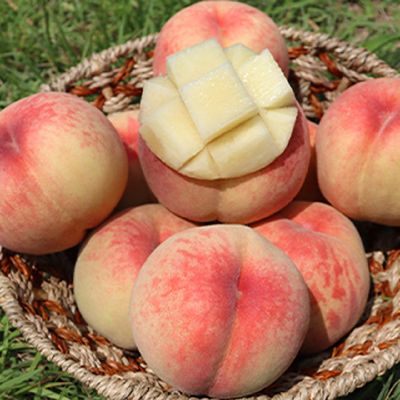 [신상품] 햇사레 장호원 백도복숭아 3kg (6-10과)