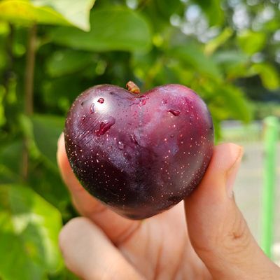 경남 거창 나디아 체리자두 2kg