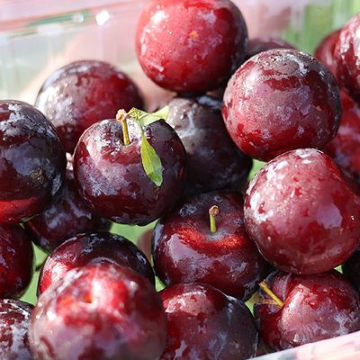 경남 거창 바이오 체리자두 2kg