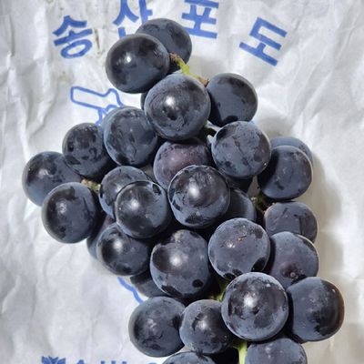 [신상품] 송산포도 캠벨포도 2kg