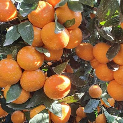 제주도 극조생 노지감귤 10kg 혼합