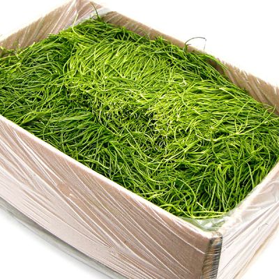 국내산 특품 세발나물 한박스 4kg 새발나물 가락시장 당일새벽경매