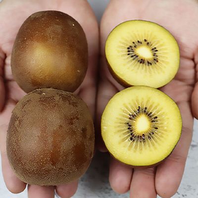 제주도 제스프리 골드키위 20과 점보