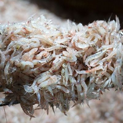 [신상품] 인천 김장새우 김장용 생새우 동백하 냉동 1kg 젓갈용