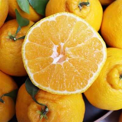 제주 산지직송 한라봉 가정용 10kg