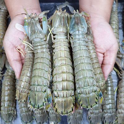 [신상품] 서천어부의 자연산 갯가재 1kg