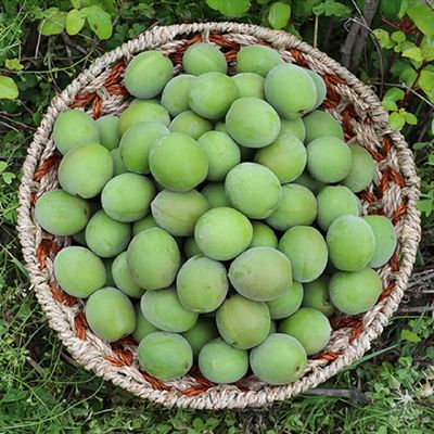 고흥 산지직송 청매실 10kg (왕특-왕왕 장아찌용)