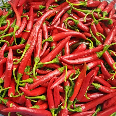 싱싱 국산 홍 청양 고추 500g 상 청양 홍고추 빨간고추 청량고추 붉은고추 땡초 고추 매
