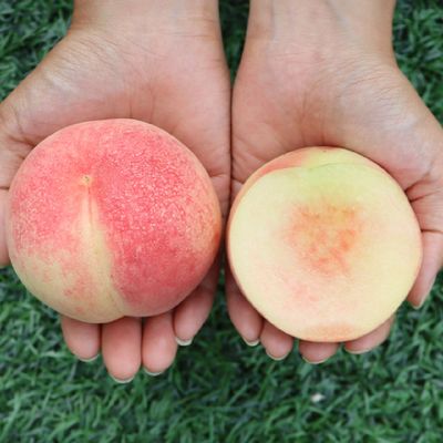 [신상품] 장호원 햇사레 복숭아 백도복숭아 4kg (7-9과)