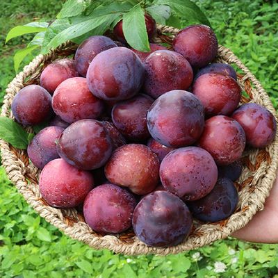 새콤달콤 거창 나디아 체리자두 특대과 2kg