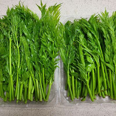 무주 햇 여름두릅 산지직송 1kg