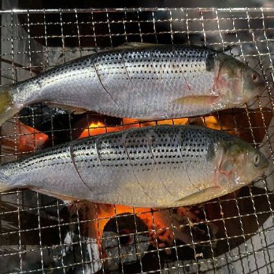 남해 구이용 생물 전어 500g 4-7미 삼천포전어 남해전어 햇 전어 구이 여름전어 가을전