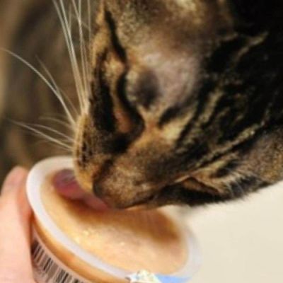 고양이 MOXO1661 푸딩 참치 연어 12p 건강식 특식 부드러운