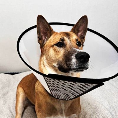 반투명 MUZO9576 강아지 넥카라 깔대기 1호 중형견넥카라