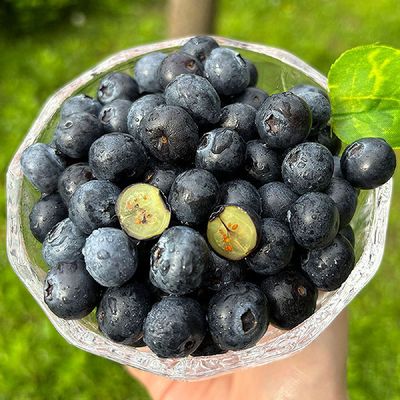 신선한 생 블루베리 1kg 특대 미국산 블루베리 생과 칠레산블루베리 미국블루베리 미국생블루