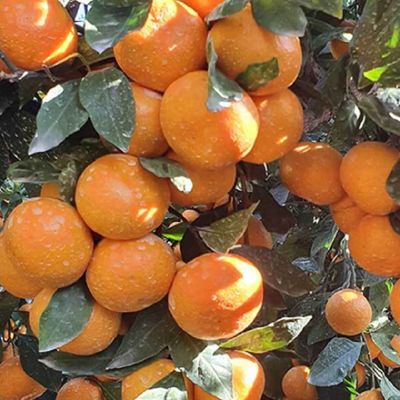 제주도 조생 노지감귤 10kg 대과