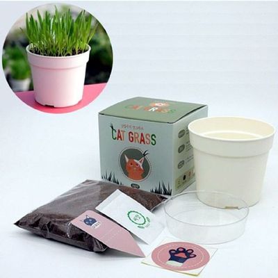 고양이풀 QU70GF80 세트 화분 흙 귀리 헤어볼배출 씨 캣그라스