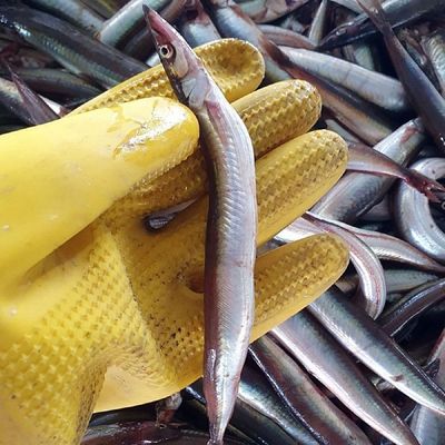 동해 급냉 양미리 1kg 30미내외 암수랜덤 냉동양미리 햇양미리 생양미리 제철양미리 겨울