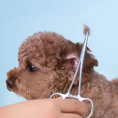 [신상품] 강아지 OZT626S9 귀털 제거기 귀청소 애견 가위 DD-13046_일자형