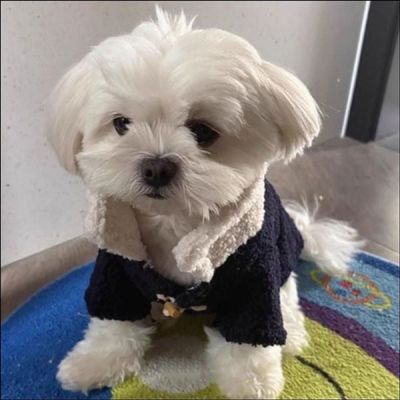 강아지코트 IRR991H5 떡볶이코트 강아지 외투 반려견 겨울 아우터_네이비_L
