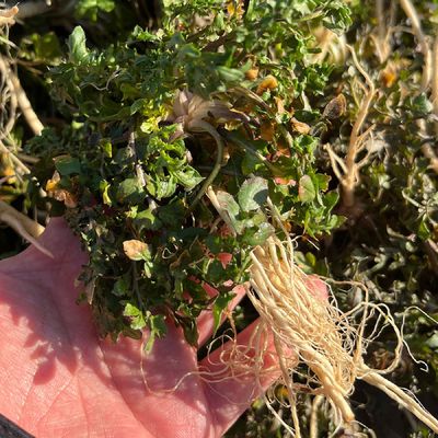 싱싱 국산 냉이 500g 세척냉이 노지 냉이 나물 겨울냉이 봄냉이 생냉이 봄 나물 반찬 거