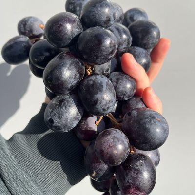 씨없는 블랙 포도 4kg 블랙 아도라포도 블랙 세이블포도 미드나잇포도 흑포도 씨없는포도 껍