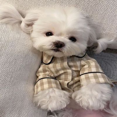강아지옷 OIE682L2 체크무늬 파자마 베이지 면홈웨어 강아지잠옷 반려견 _네이비_2XL