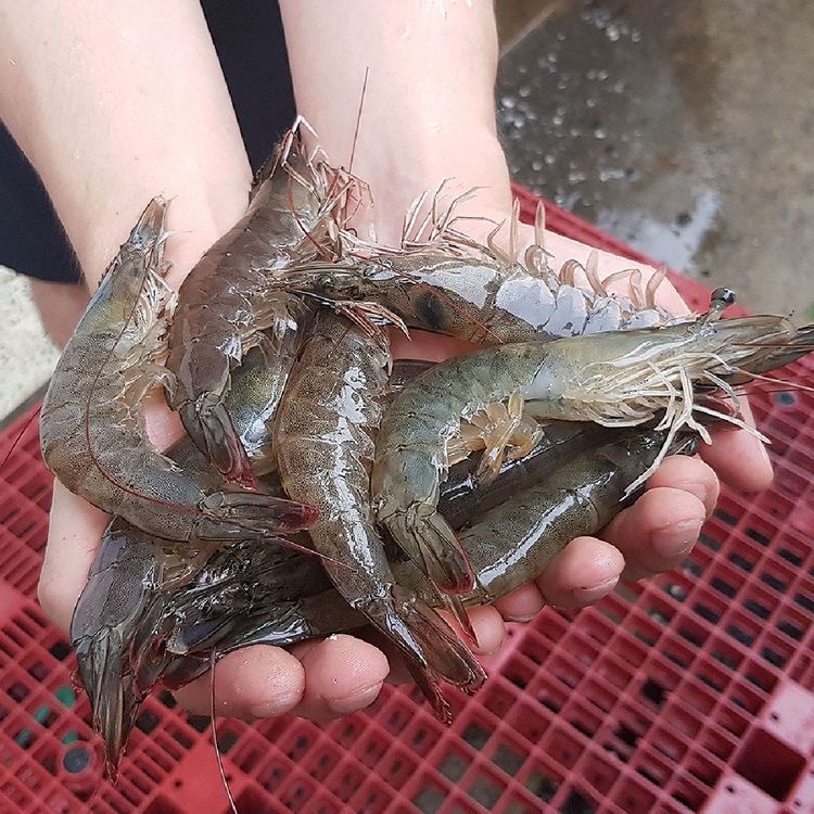 고흥 흰다리 새우 1kg 18-22미 특대 활새우 생새우 회 고흥새우 활 흰다리새우 횟감 | 홈플러스 택배배송