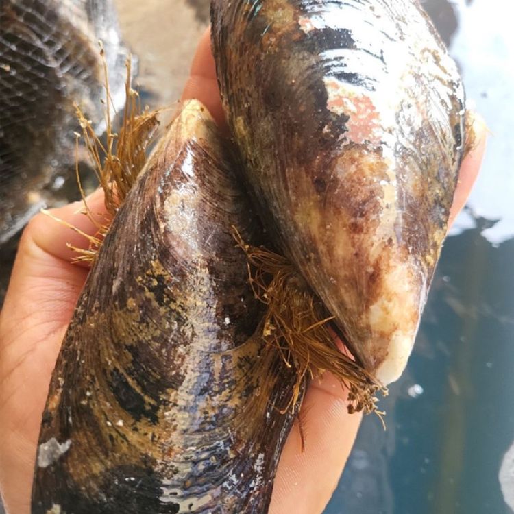 남해 제철 자연산 활 대왕 섭 홍합 담치 2kg | 홈플러스 판매자택배