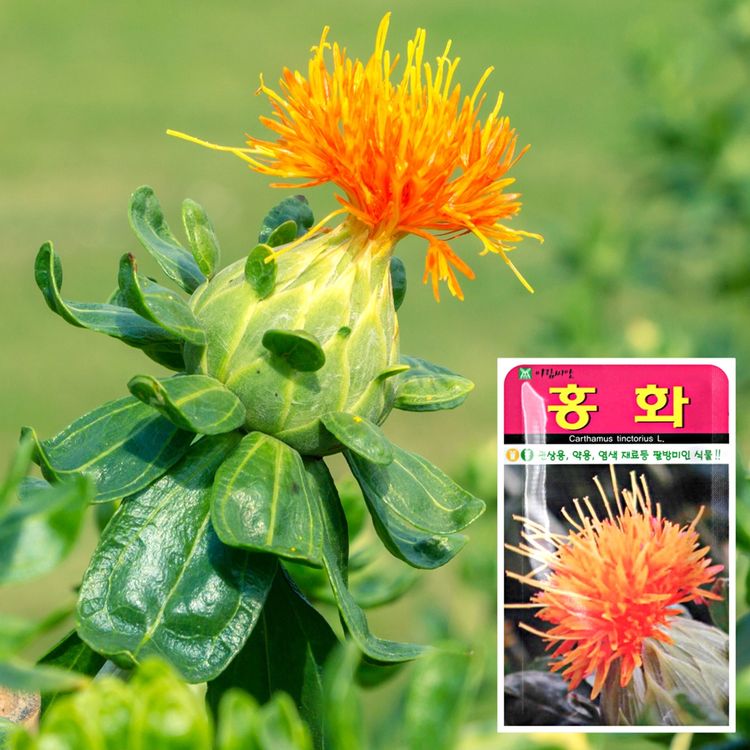 홍화 씨앗 (100립) 꽃씨앗 채소씨앗 허브씨앗 야생화 | 홈플러스 택배배송