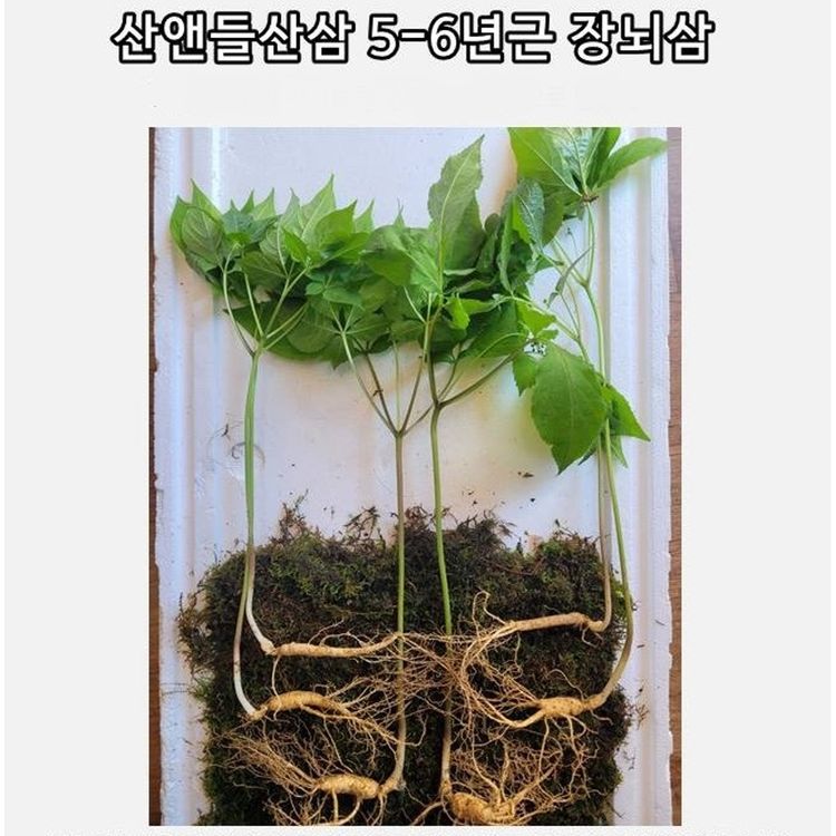 산앤들 강원도 야생 산삼 5-6년근 장뇌삼 10뿌리 | 홈플러스 택배배송