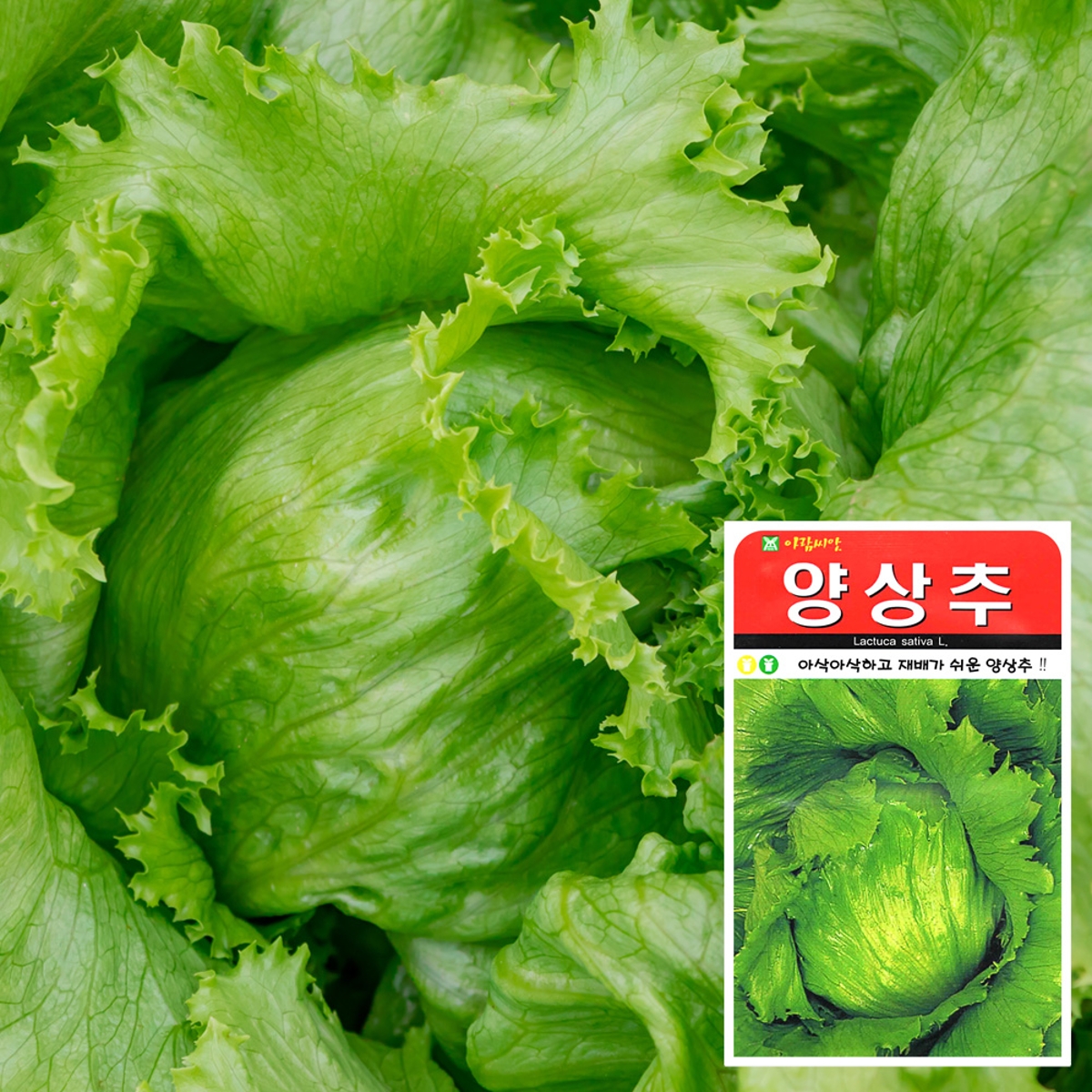 양상추 씨앗 (1000립) 야채씨앗 채소씨앗 상추씨앗 양배추씨앗 | 홈플러스 익스프레스